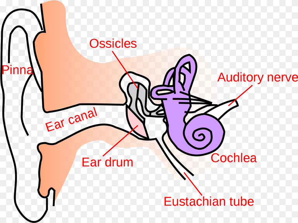 Open Simple Anatomy Of Ear, Massage, Person Png