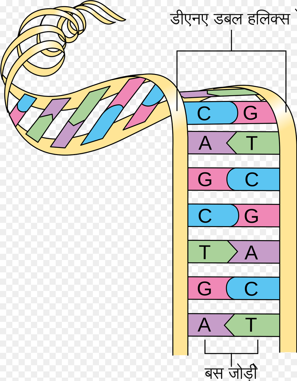 Open Simple Double Helix Diagram, Number, Symbol, Text, Dynamite Free Transparent Png