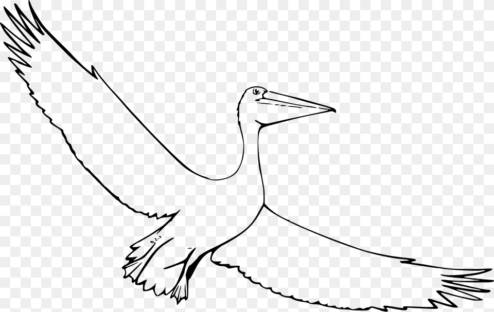 Open Sketch Pelican, Gray Free Png Download