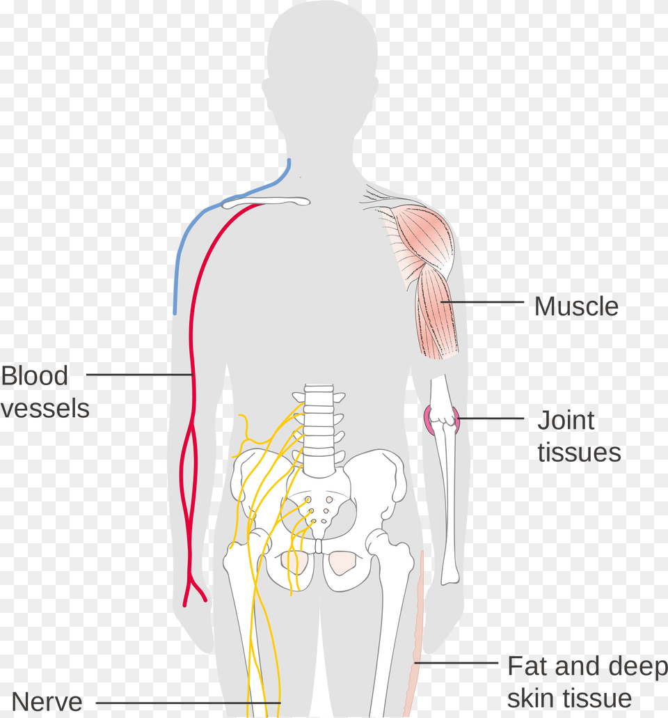 Open Soft Tissues In Human Body, Adult, Male, Man, Person Free Png
