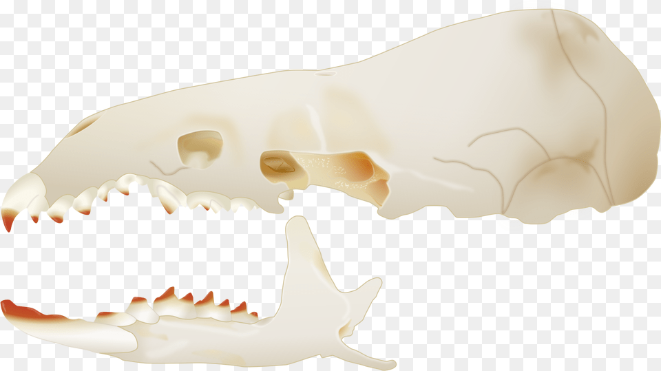Open Sorex Skull, Teeth, Person, Mouth, Body Part Free Transparent Png