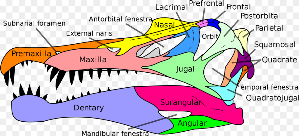 Open Spinosaurus Skull Diagram, Art, Graphics, Animal, Fish Png Image