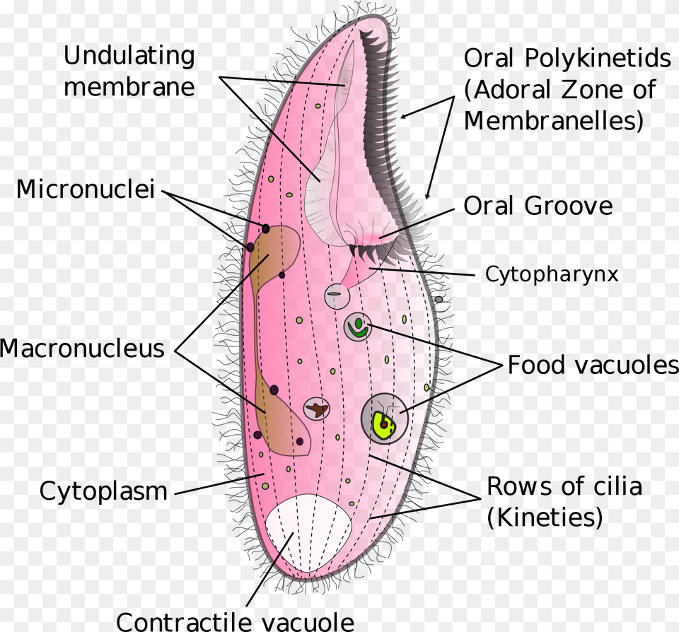 Open Structure Of Vacuoles, Nature, Outdoors, Sea, Water Free Transparent Png