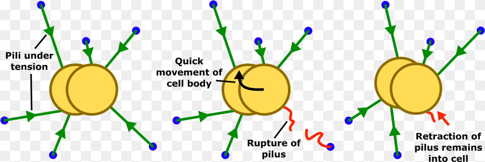 Open Twitching Motility Bacteria, Sphere, Nature, Night, Outdoors Free Transparent Png