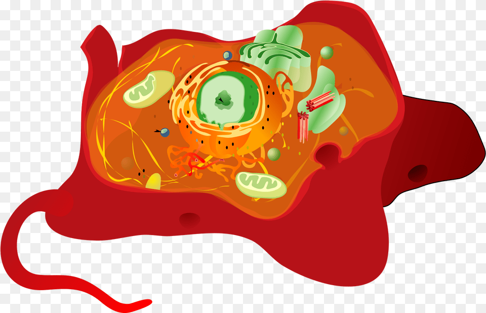 Open Vacuoles Of Animal Cell, Art, Graphics, Outdoors, Dynamite Png Image