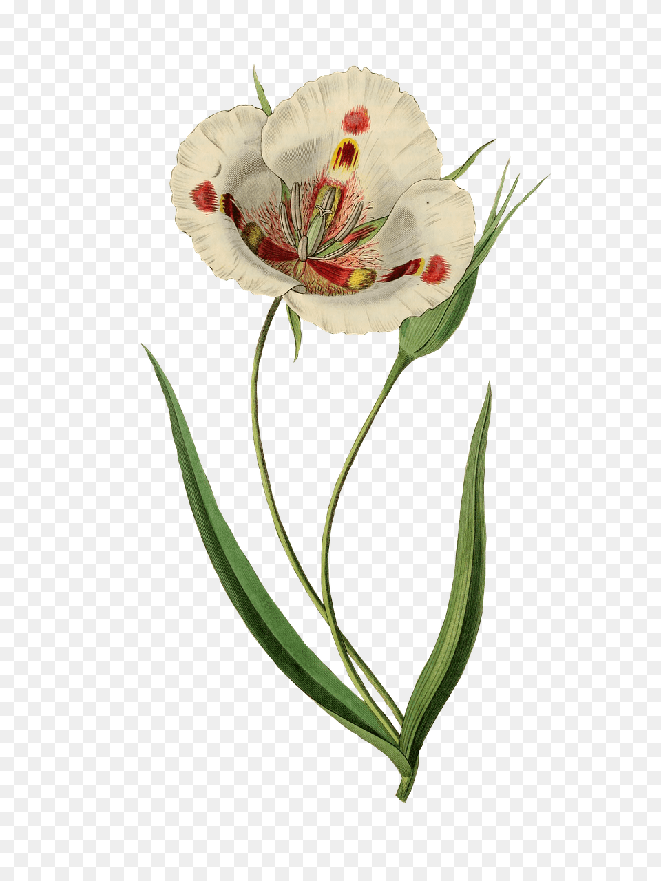 Open White Tulip Drawing, Anther, Flower, Plant Free Png