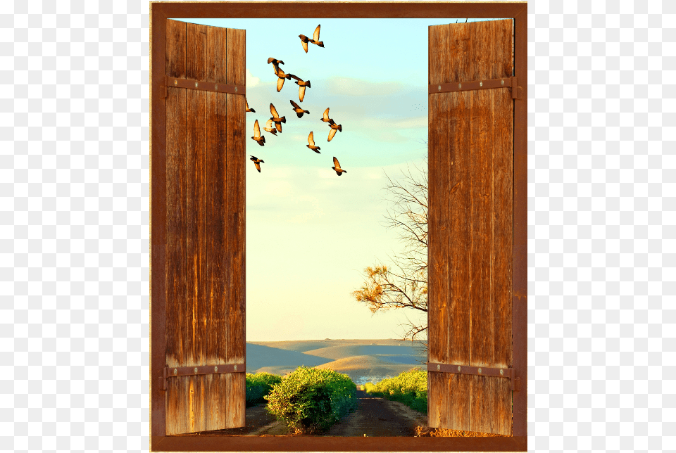 Open Window Window, Animal, Bird, Outdoors, Door Free Transparent Png