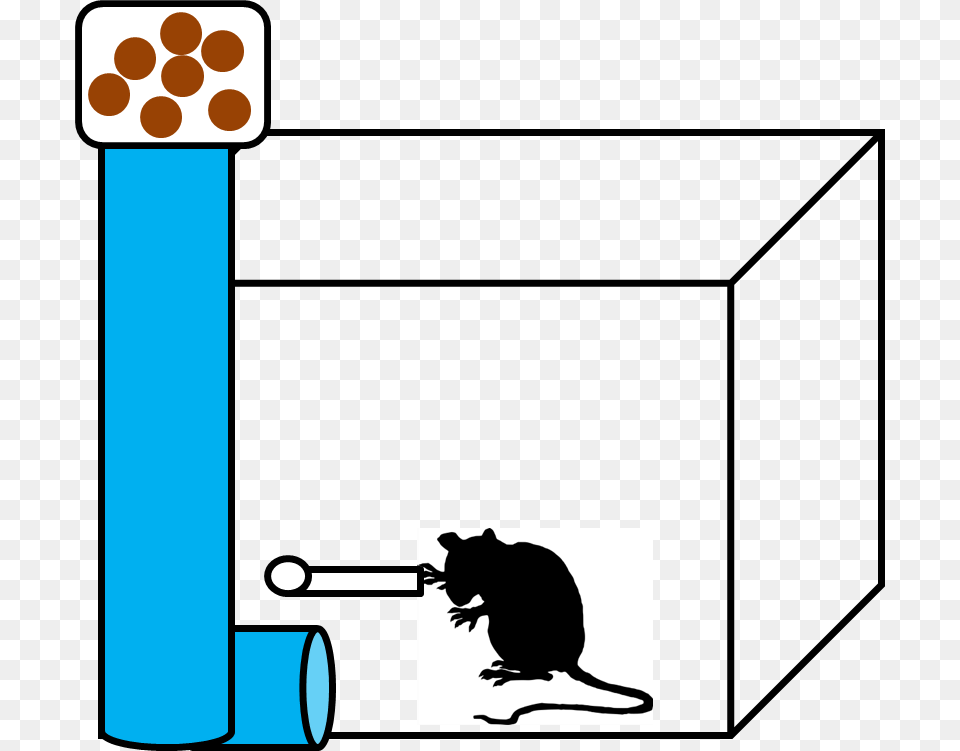 Operant Conditioning, Animal, Mammal, Rat, Rodent Free Png
