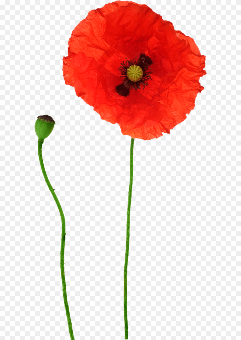 Opium Flower Red Transprent Download Opium Poppy Bud, Plant, Rose Free Transparent Png