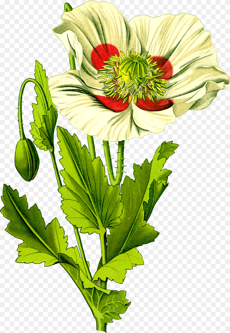 Opium Poppy 3 Clip Arts Opium Ancient Rome, Anther, Flower, Plant, Anemone Free Transparent Png