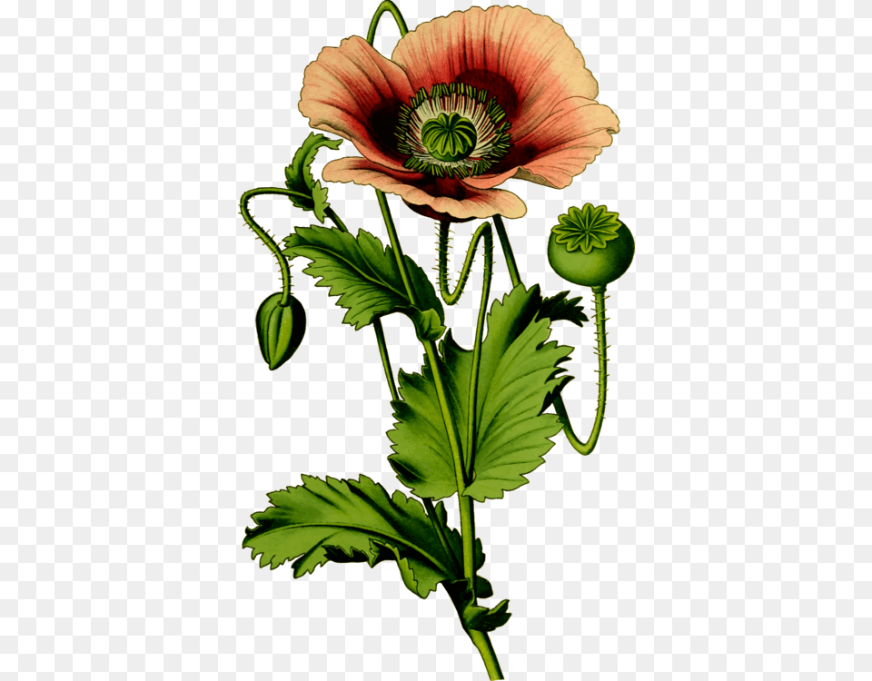 Opium Poppy Common Poppy Flower, Plant Png Image