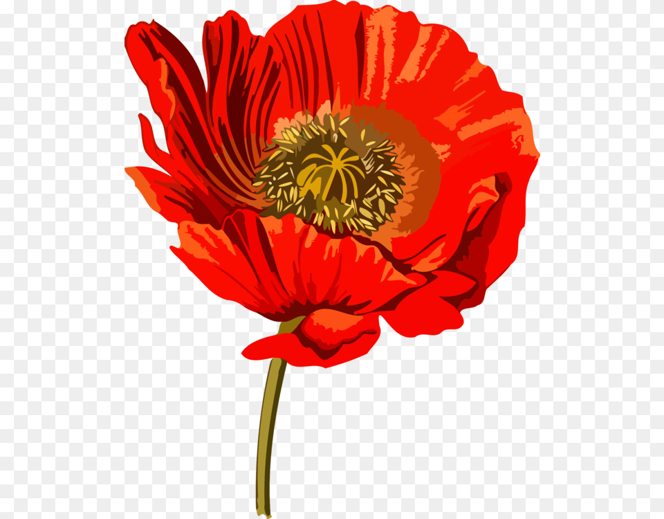 Opium Poppy Opium Wars Common Poppy, Flower, Plant, Rose, Person Free Png Download