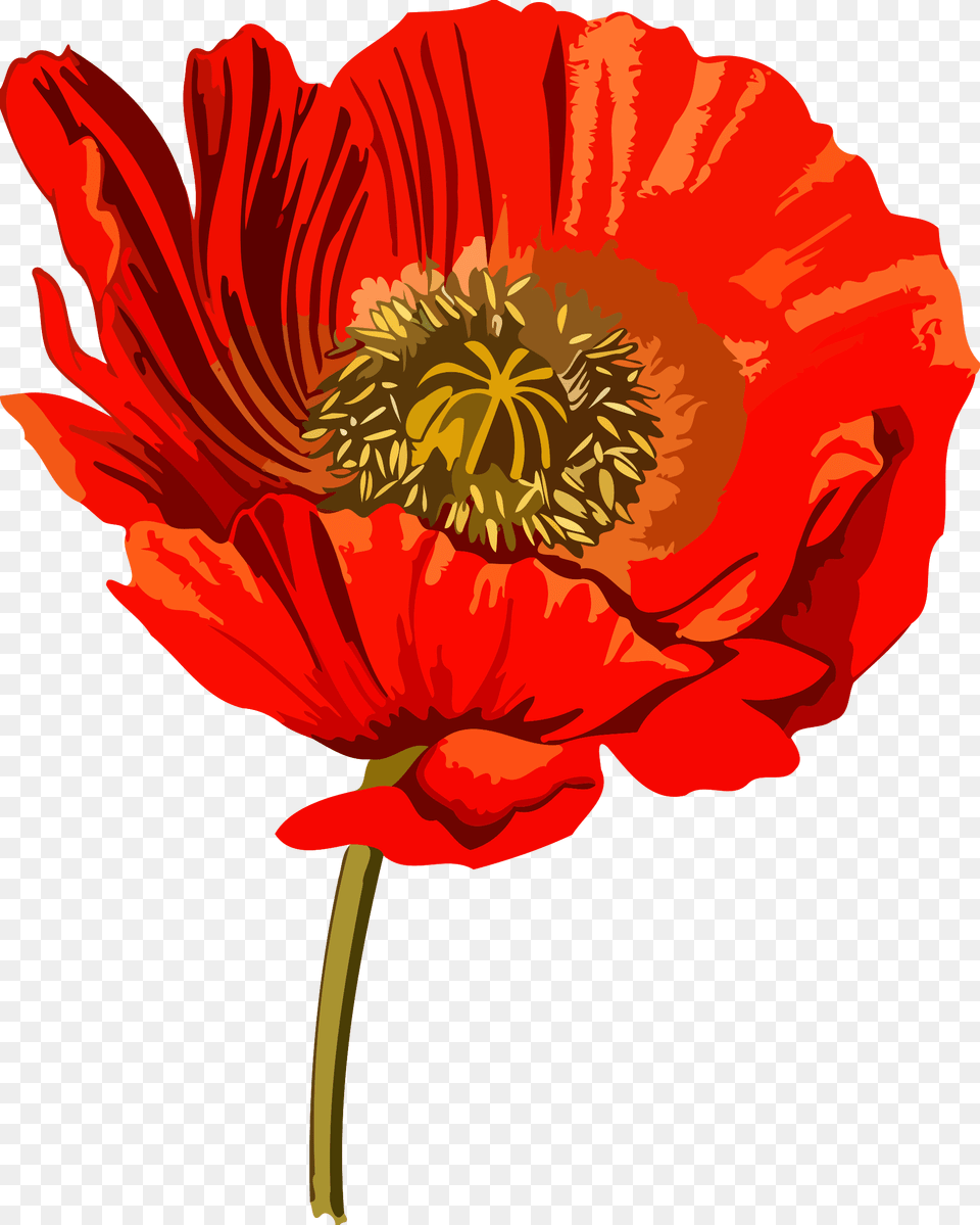 Opium Poppy Opium Wars Common Poppy Opium Poppy Clip Art, Flower, Plant, Rose Png Image