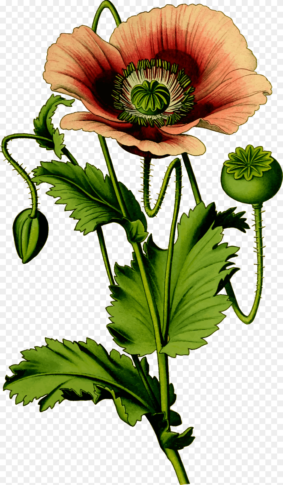 Opium Poppy Plant Vector, Flower, Leaf Free Transparent Png