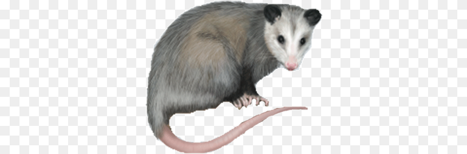 Opossum Breaks Into Liquor Store And Gets Drunk As Science, Animal, Mammal, Rat, Rodent Free Transparent Png