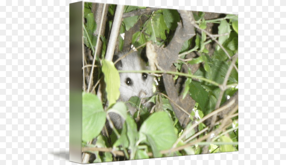 Opossum By L A Scaccia Possum, Animal, Wildlife, Mammal, Rat Free Transparent Png