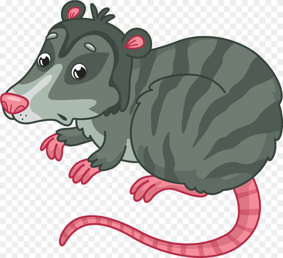 Opossum Clipart Rat, Animal, Mammal, Bear, Wildlife Png Image