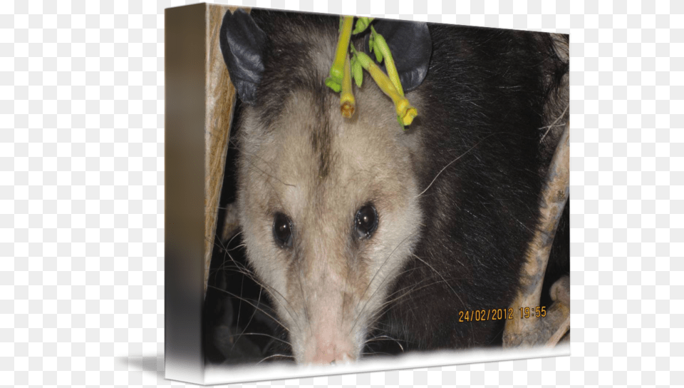 Opossum Close Up By Rebecca Hessey Common Opossum, Animal, Mammal, Rat, Rodent Free Png Download