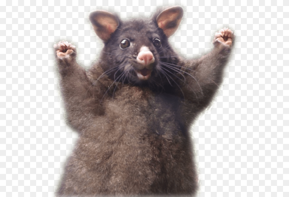 Opossum Common Brushtail Possum Animal Possum, Mammal, Wildlife, Kangaroo Free Png Download