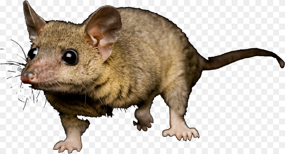 Opossum Dr Mouse, Animal, Mammal, Rat, Rodent Free Png Download