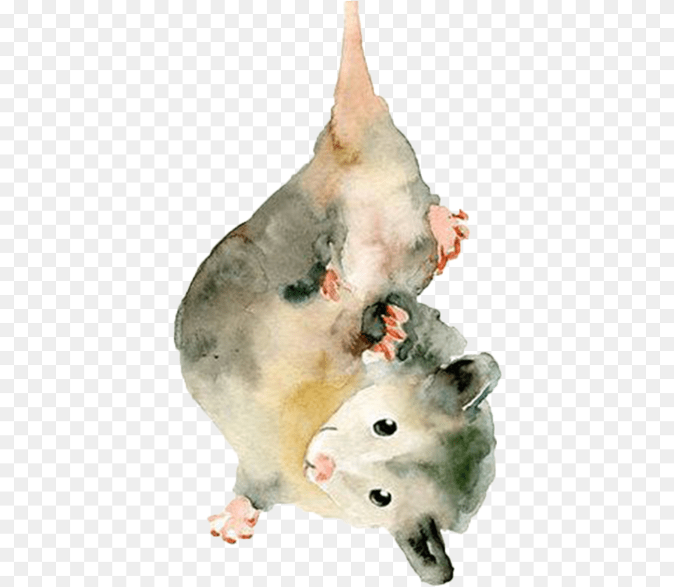 Opossum Drawing Transparent Watercolour Possum, Animal, Mammal, Fish, Sea Life Free Png