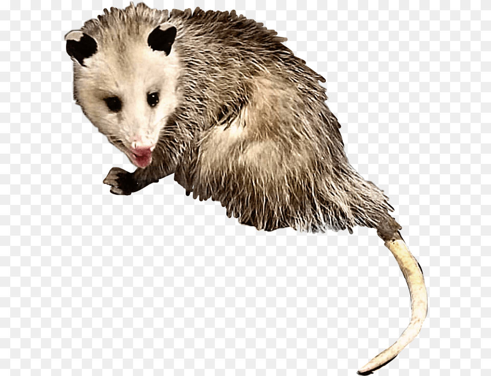 Opossum Possum Animal Creature Critter Transparent Possum Clipart, Mammal, Wildlife, Rat, Rodent Free Png Download