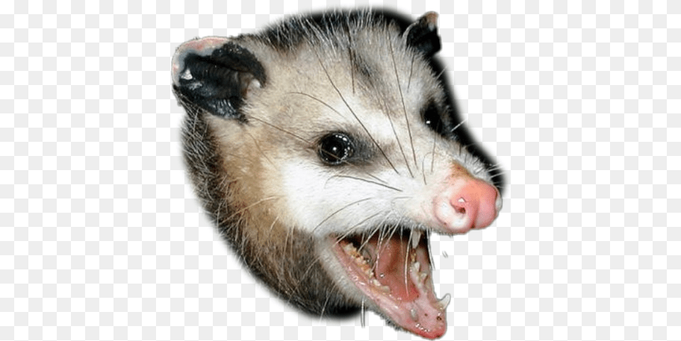 Opossum Sticker By Davidegen Rat Vs Possum, Animal, Mammal, Rodent, Wildlife Free Png Download
