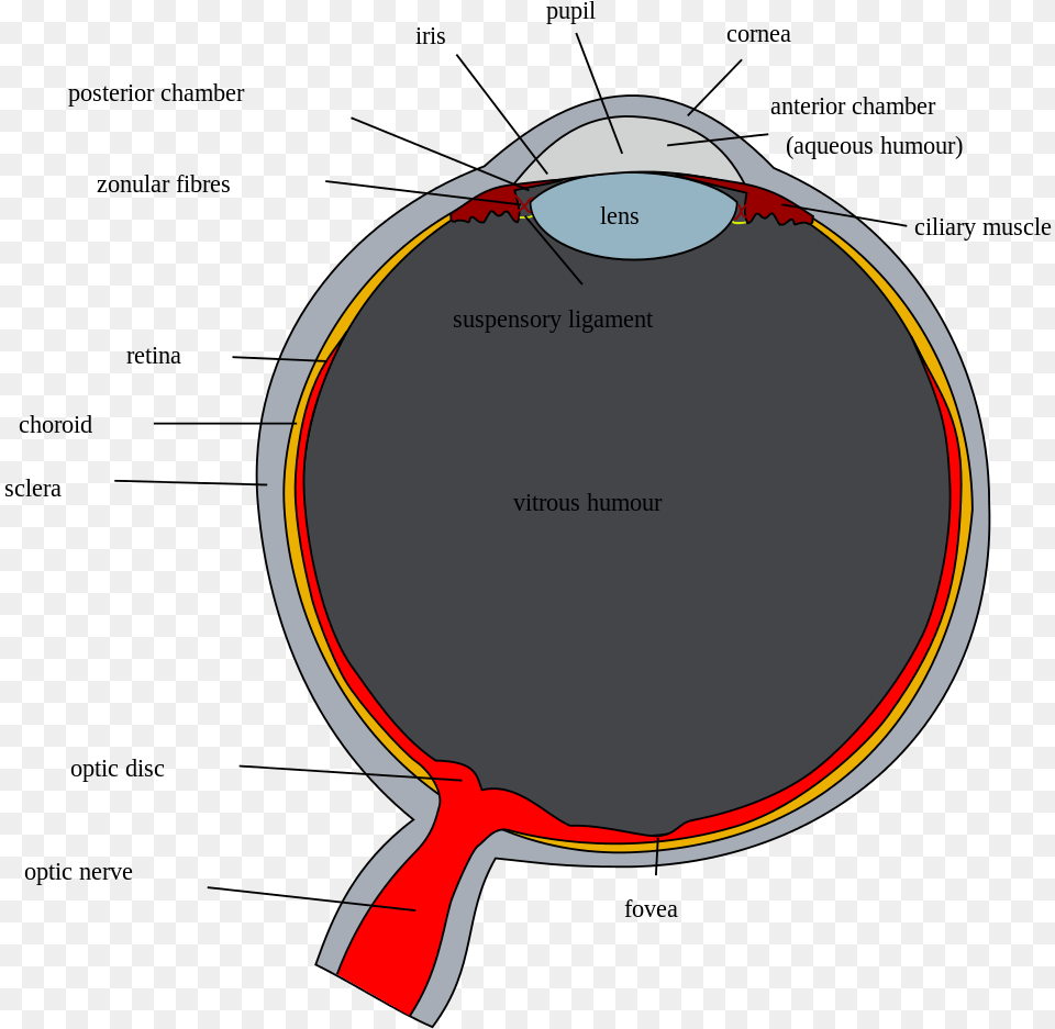 Optic Disc Of Eye, Racket Free Transparent Png