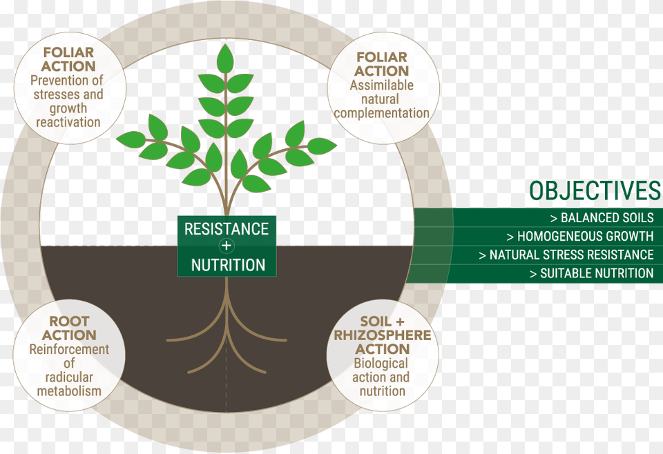 Optimizing Development Conditions Nutrition Of Trees, Herbal, Herbs, Plant, Potted Plant Free Png