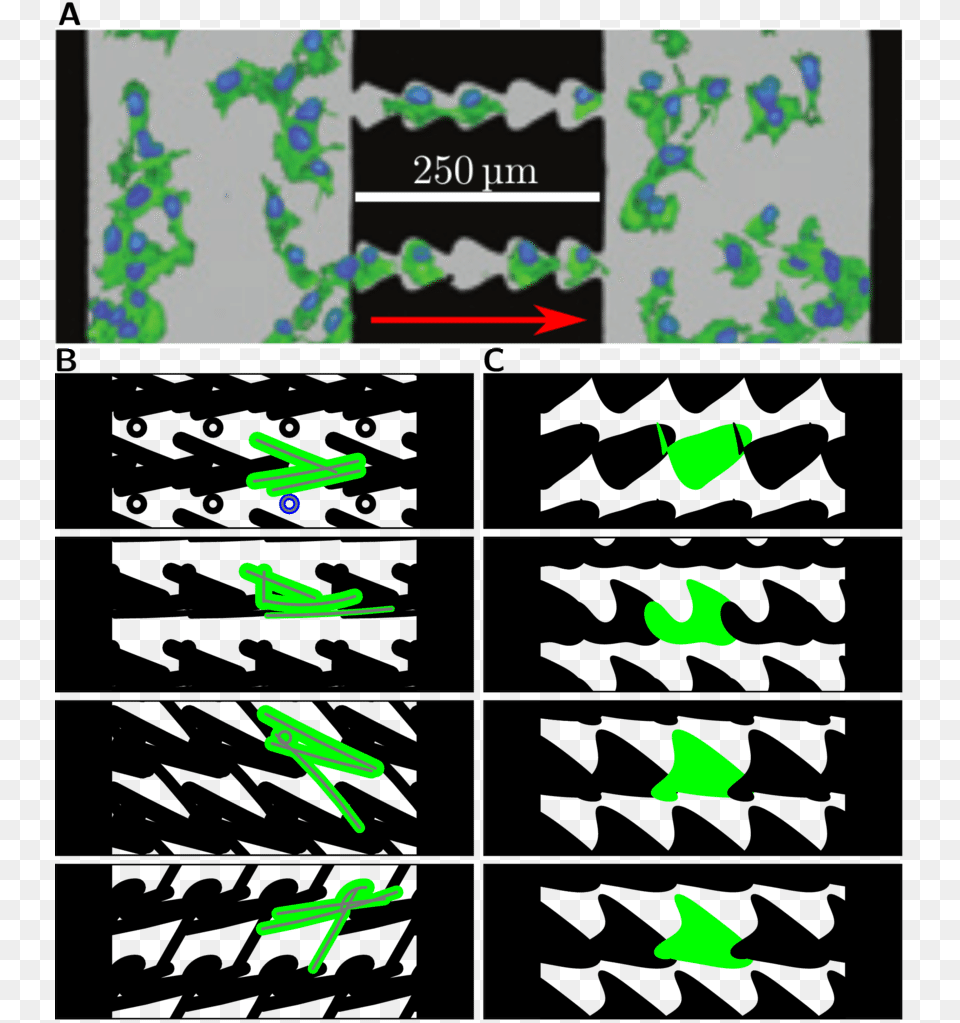 Optimizing Single Cell Migration On Ratchet Patterns Png