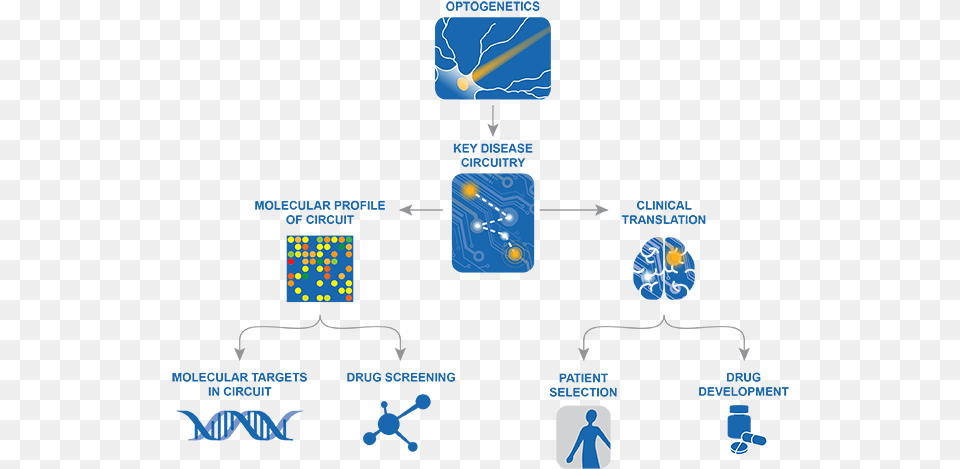 Optogenetic Drug Discovery Circuit Optogenetics, Network, Person Free Png Download