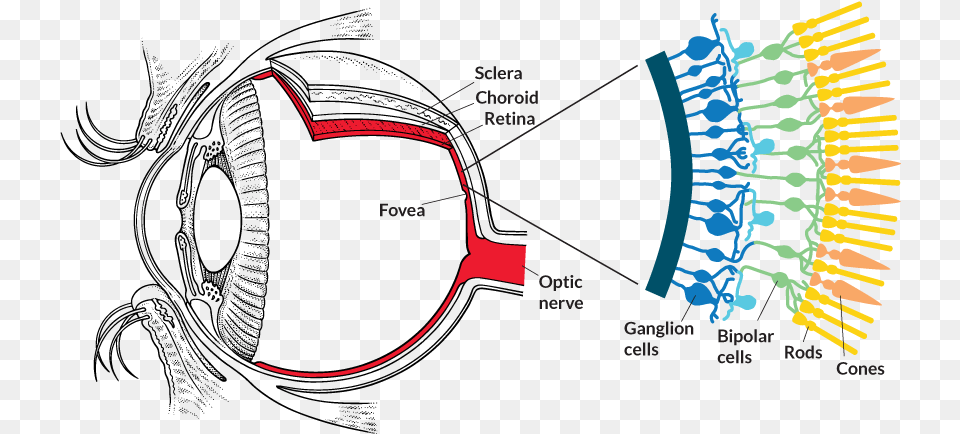 Optogenetics Melanopsin In Eye Free Png Download