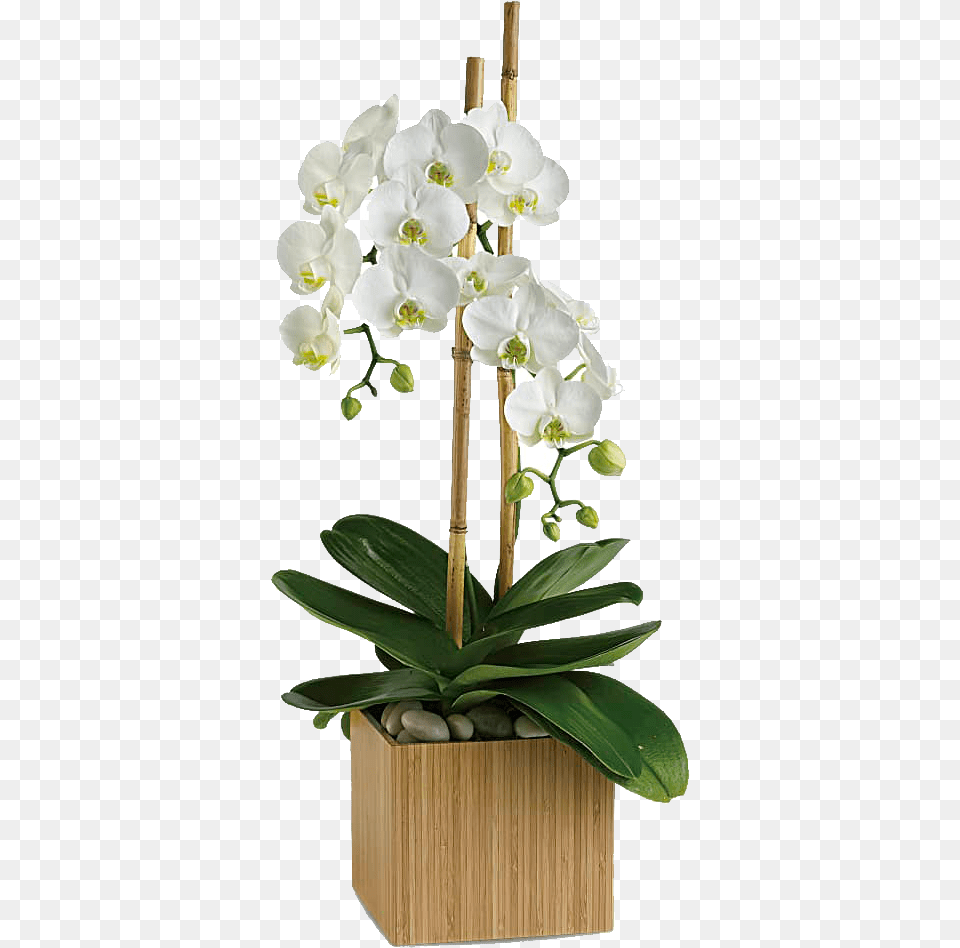 Opulent Orchidsclass Opulent Orchids Teleflora, Flower, Flower Arrangement, Plant, Orchid Free Png