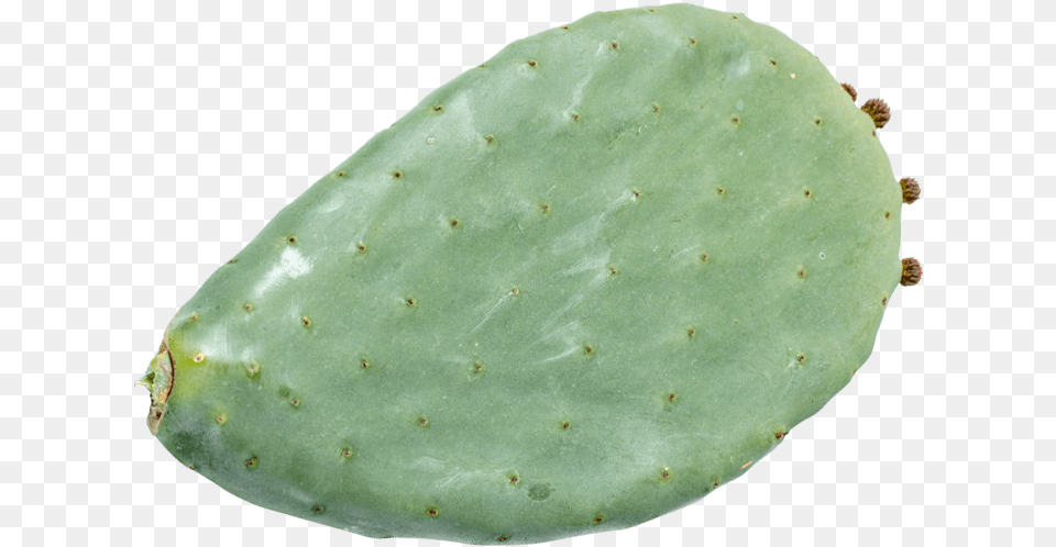 Opuntia Ficus Indica Cladodes, Plant, Cactus Free Png Download