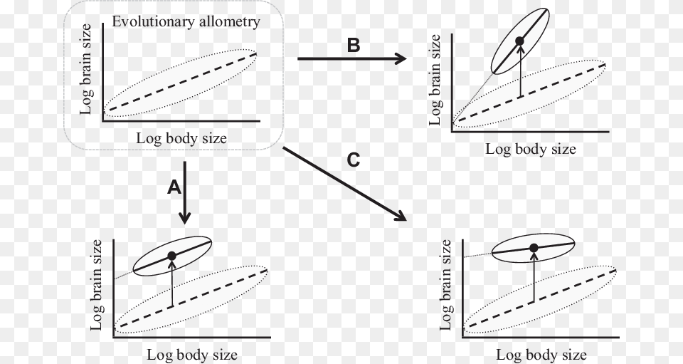 Or Combination Of Both Produce Deviations Of Relative Static Ontogenetic And Evolutionary Allometry, Lighting, Flare, Light, Outdoors Free Png