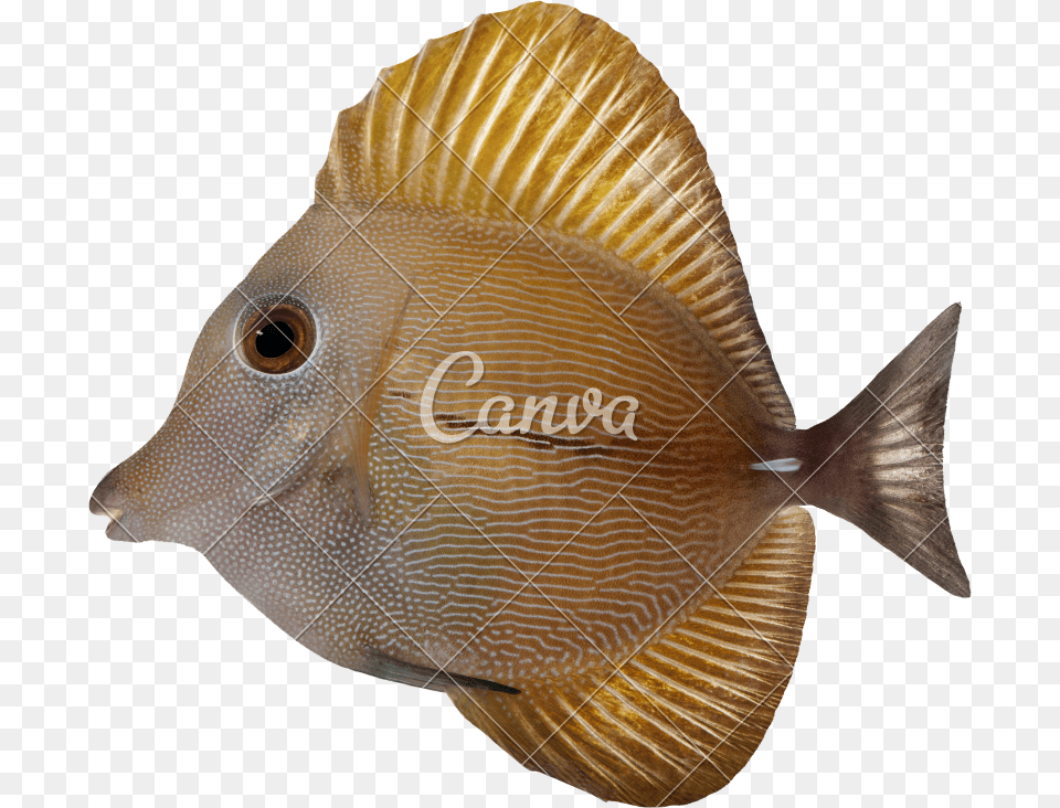 Or Twotone Zebrasoma Photos By Canva Canva, Animal, Sea Life, Fish, Angelfish Png Image