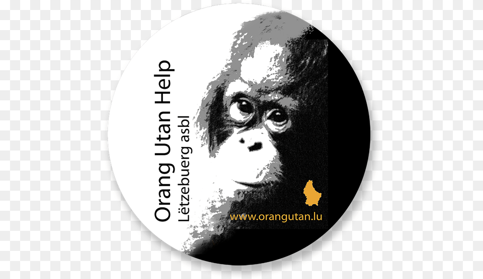 Orang Utan Help Letzebuerg, Adult, Person, Man, Mammal Free Transparent Png