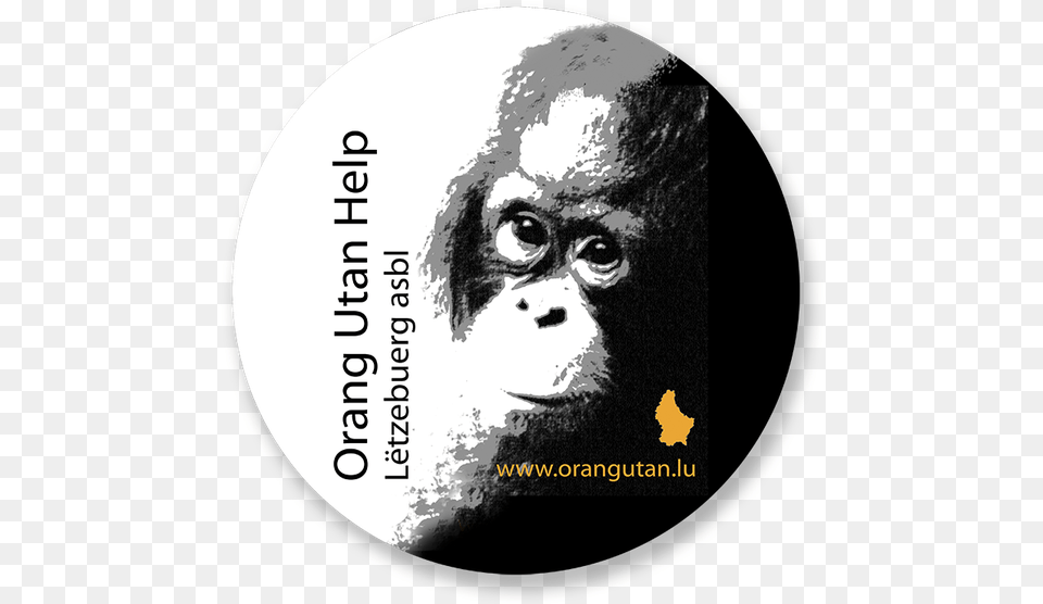 Orang Utan Hilfe Wanicare Cikananga Orangutan, Adult, Person, Man, Mammal Free Transparent Png
