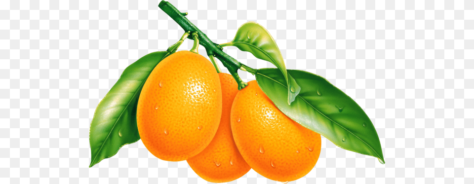 Orange, Citrus Fruit, Food, Fruit, Grapefruit Free Png