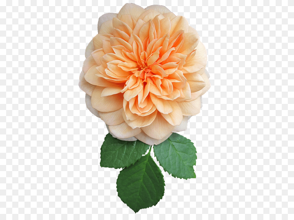 Orange Dahlia, Flower, Plant, Rose Png