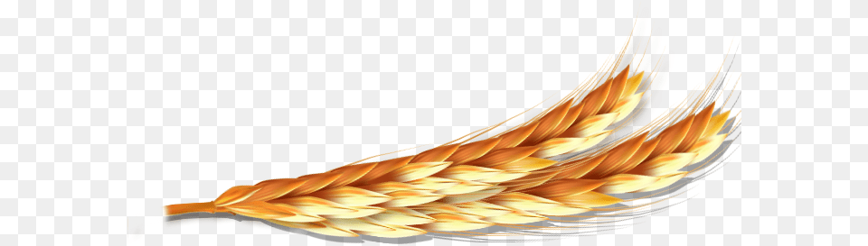 Orange, Food, Grain, Produce, Wheat Free Transparent Png