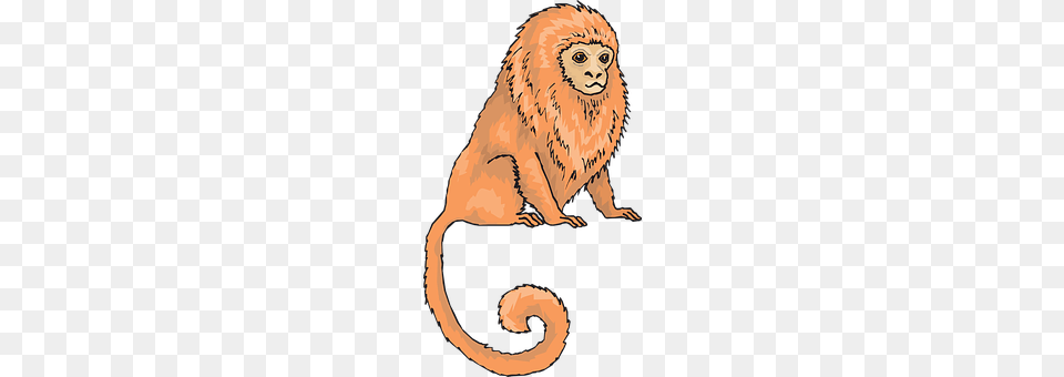 Orange Animal, Mammal, Wildlife, Adult Free Png