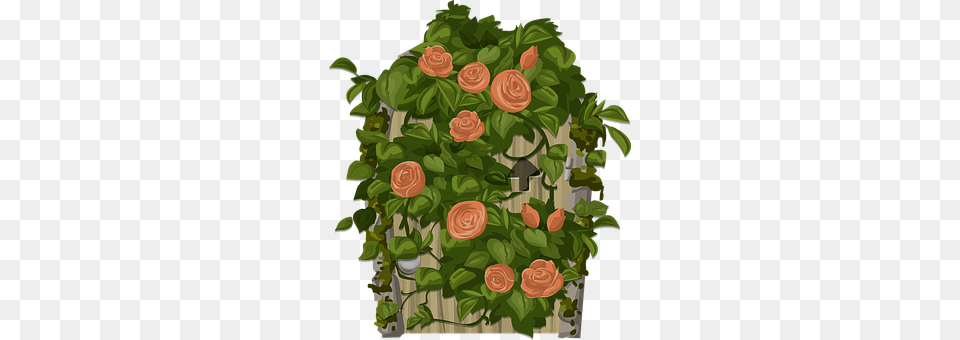 Orange Art, Rose, Potted Plant, Plant Free Transparent Png