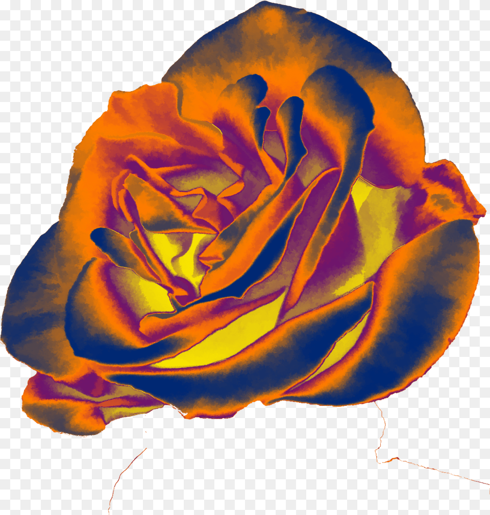 Orange And Blue Rose Stock Photo Lovely, Flower, Plant, Petal Free Png