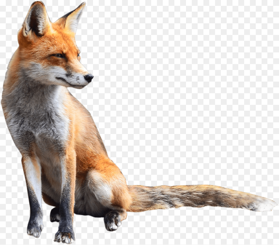 Orange And Silver Fox Car, Animal, Canine, Dog, Mammal Png Image