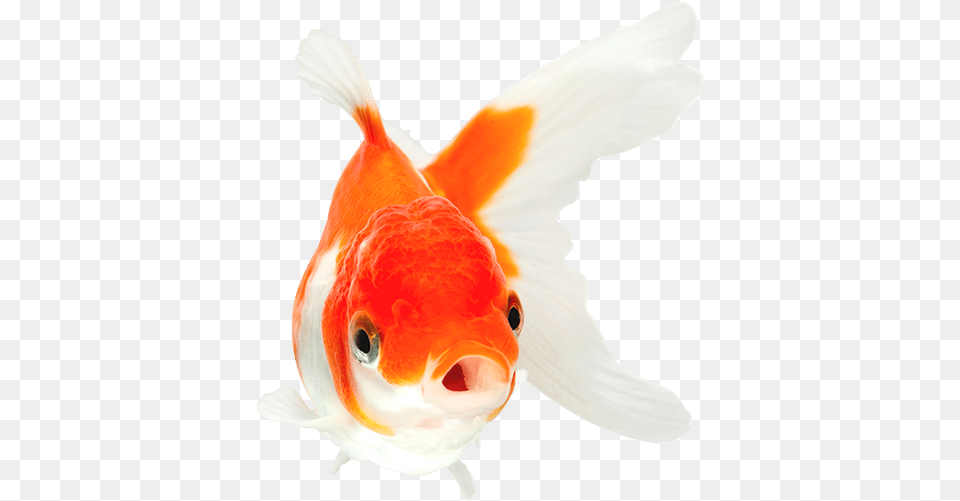 Orange And White Goldfish With Mouth Open Swimming Goldfish With Mouth Open, Animal, Fish, Sea Life Free Png Download