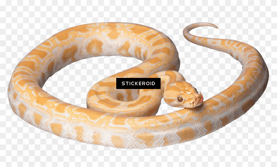 Orange And White Snake Download Bright Yellow Corn Snake, Animal, Reptile, Rock Python Png Image