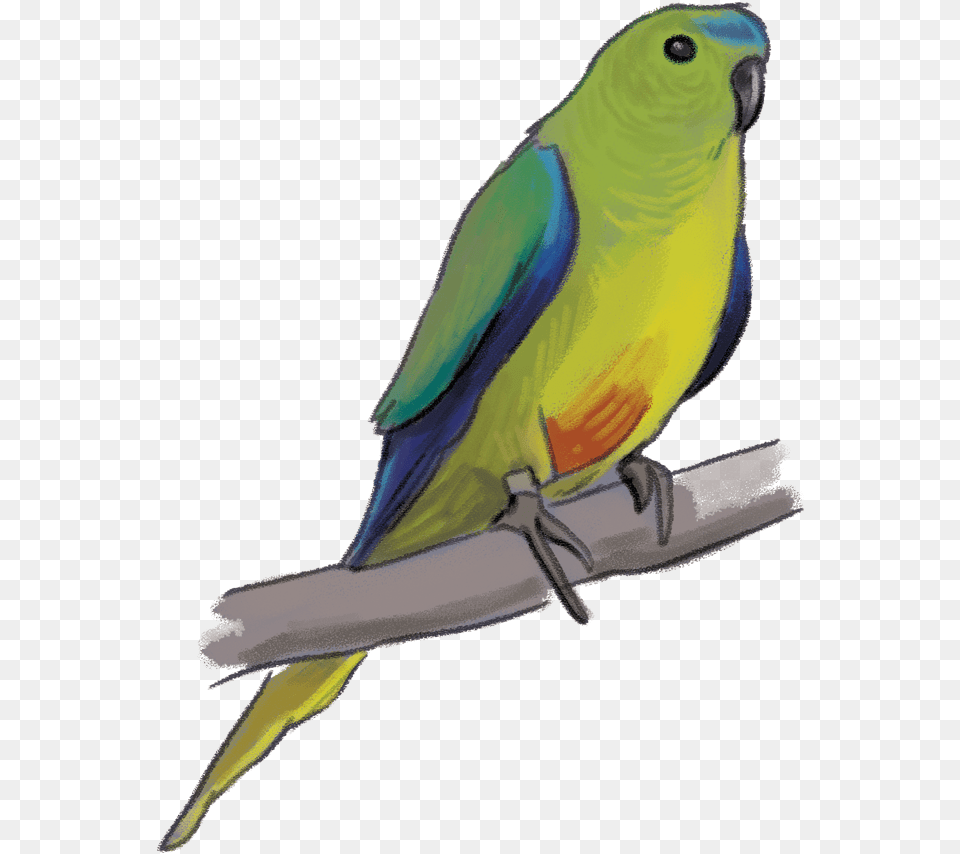 Orange Bellied Parrot, Animal, Bird, Parakeet Png Image