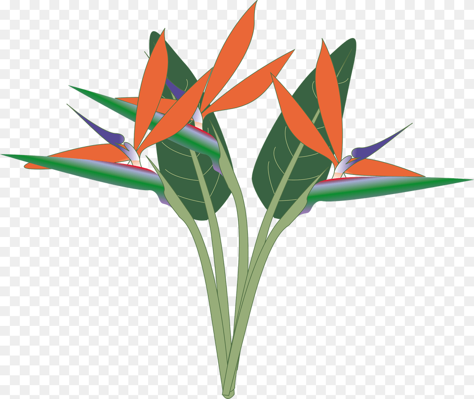 Orange Birds Of Paradise Flowers Clipart, Leaf, Plant, Art, Flower Free Transparent Png