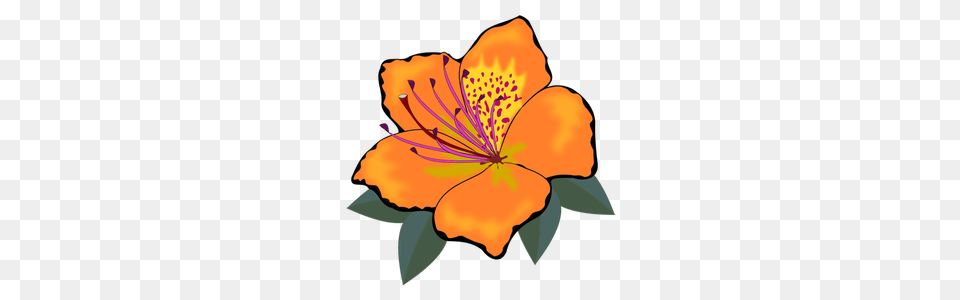 Orange Blossom Flower Clip Art, Anther, Plant, Hibiscus, Petal Png